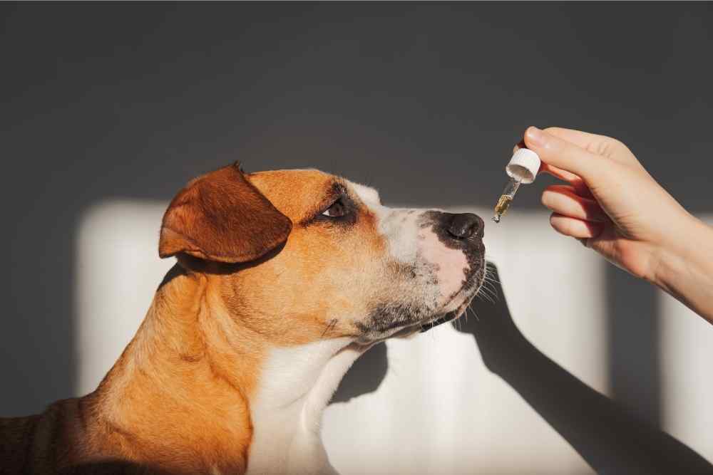Watch the YouTube on Boro Hemp CBD Pet Tinctures, 60ml