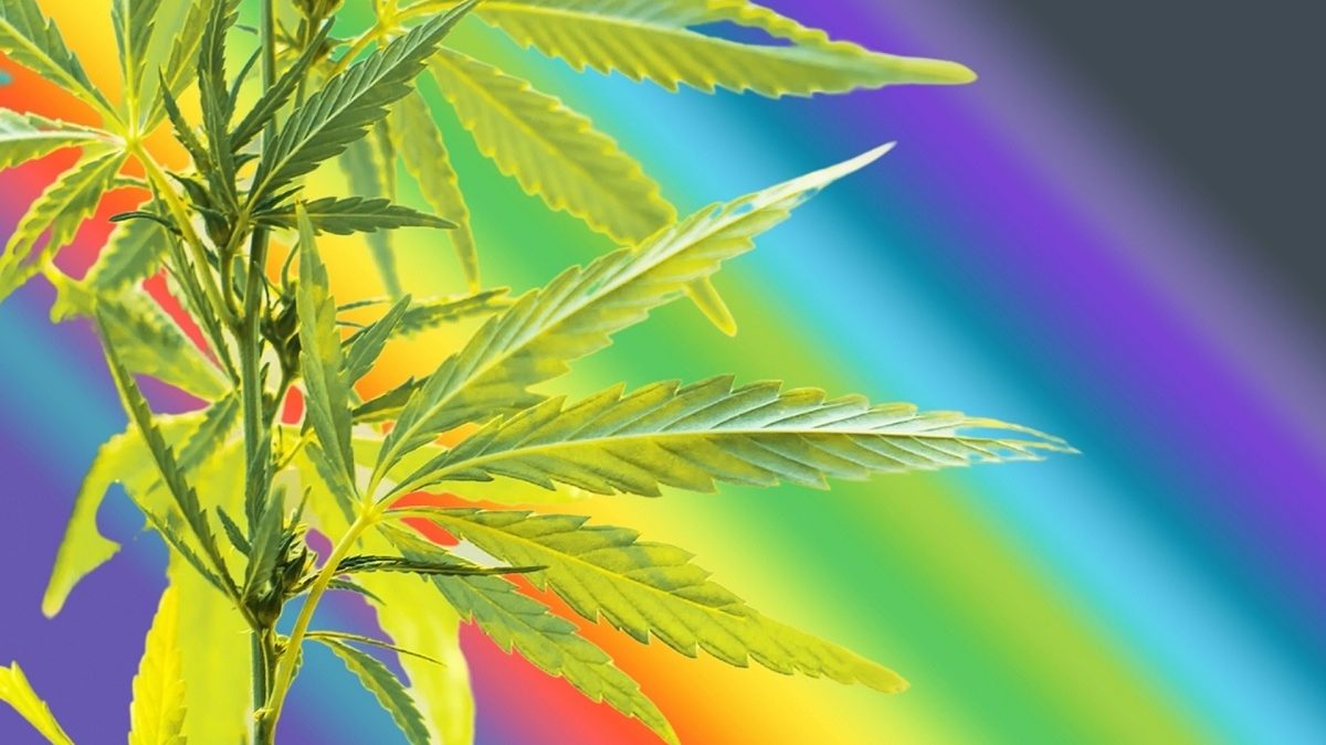 Watch the YouTube on Boro Hemp Tattoo Balm, Full-spectrum CBD