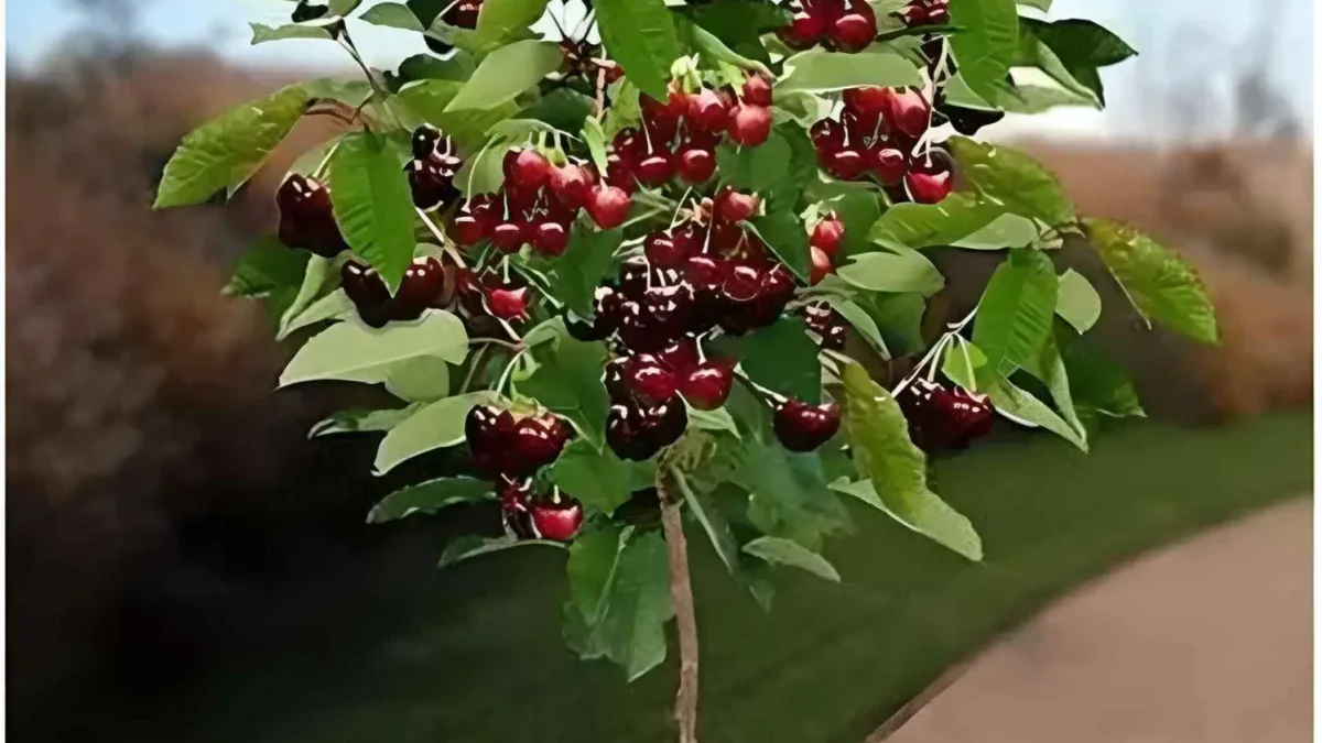 Cherry Trees for Sale for Blossom and Garden Crops: Professional Nursery Advice